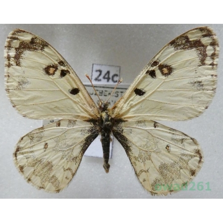 Hypermnestra helios Nickerl, 1846 Uzbekistan24c